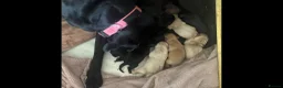 Labrador Retriever dogs for sale: LABRADOR PUPIES in Haddington - Advert 7
