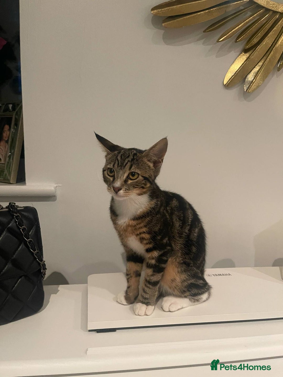 Mixed Breed cats for sale: 2 cats for sale - Image 4