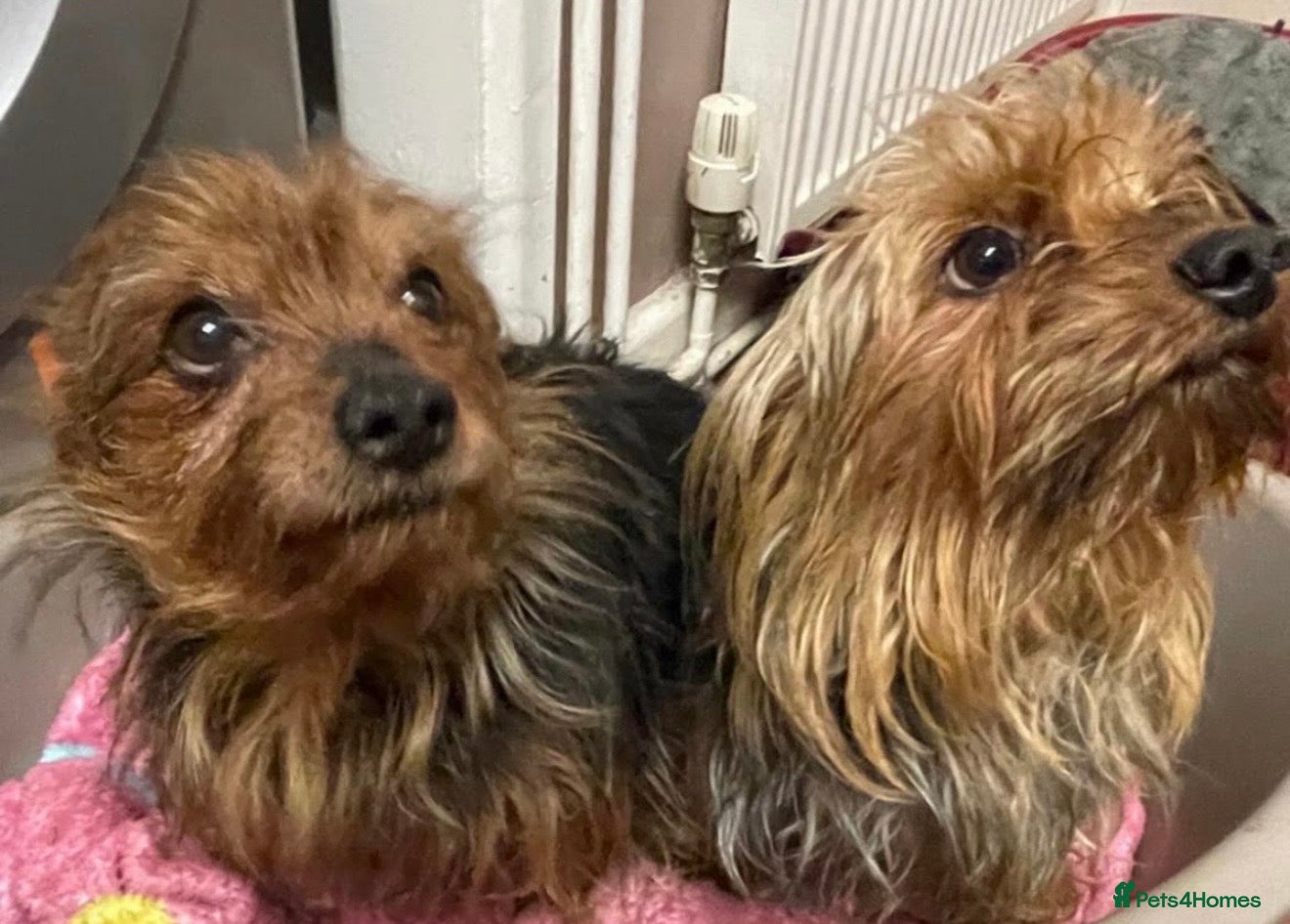 Yorkshire Terrier dogs for sale: yorkshire terrier puppies  in Leicester - Advert 1
