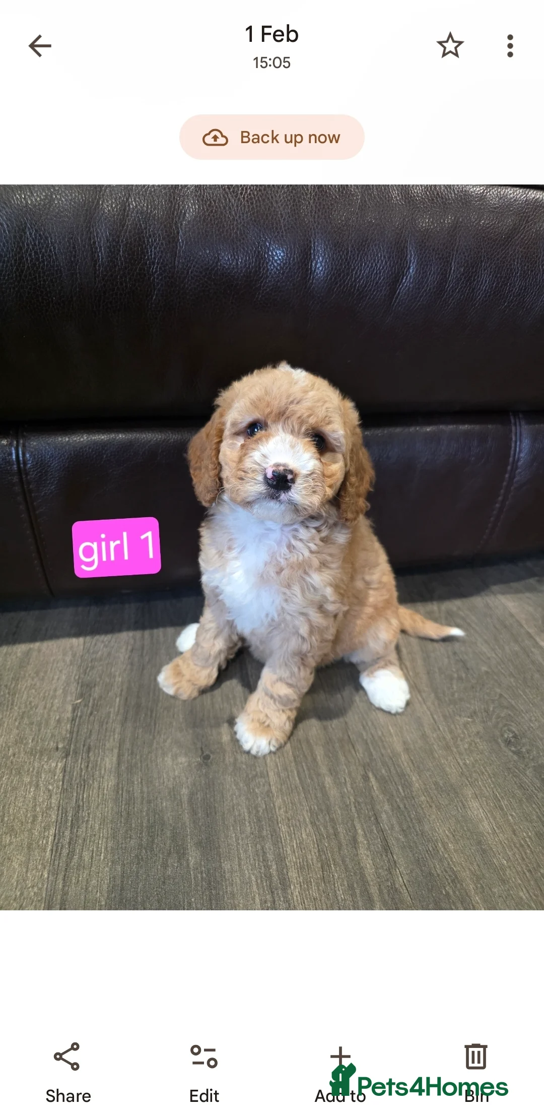 Cockapoo dogs for sale: Adorable Cockapoo pups ready to go 🐾 - Advert 1