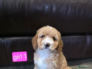 Cockapoo dogs Adorable Cockapoo pups ready to go 🐾 - Advert 1