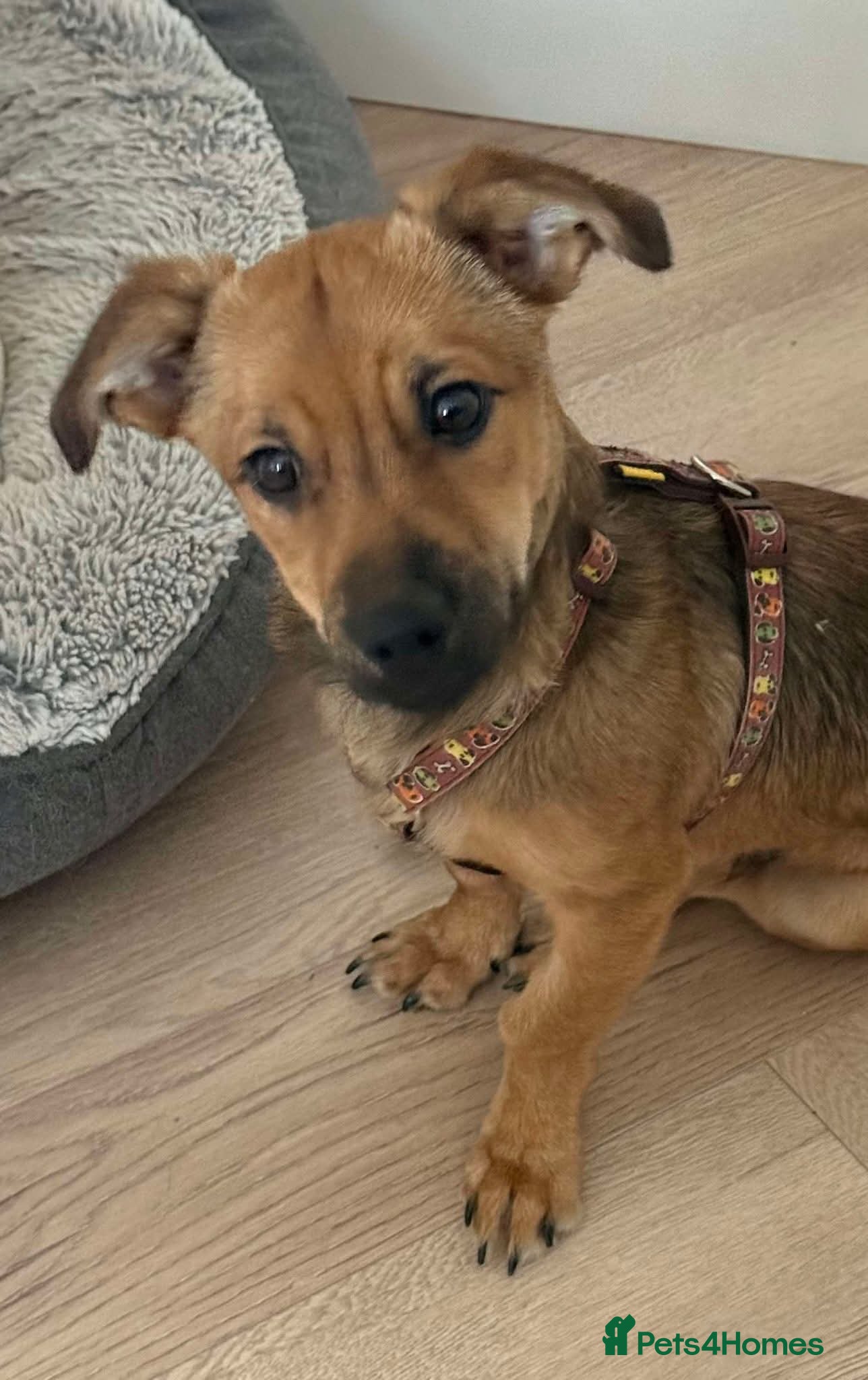 Mixed Breed dogs 💕 Crumble 💕 - Advert 1