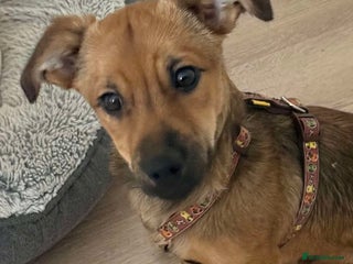 Mixed Breed dogs 💕 Crumble 💕 - Advert 1