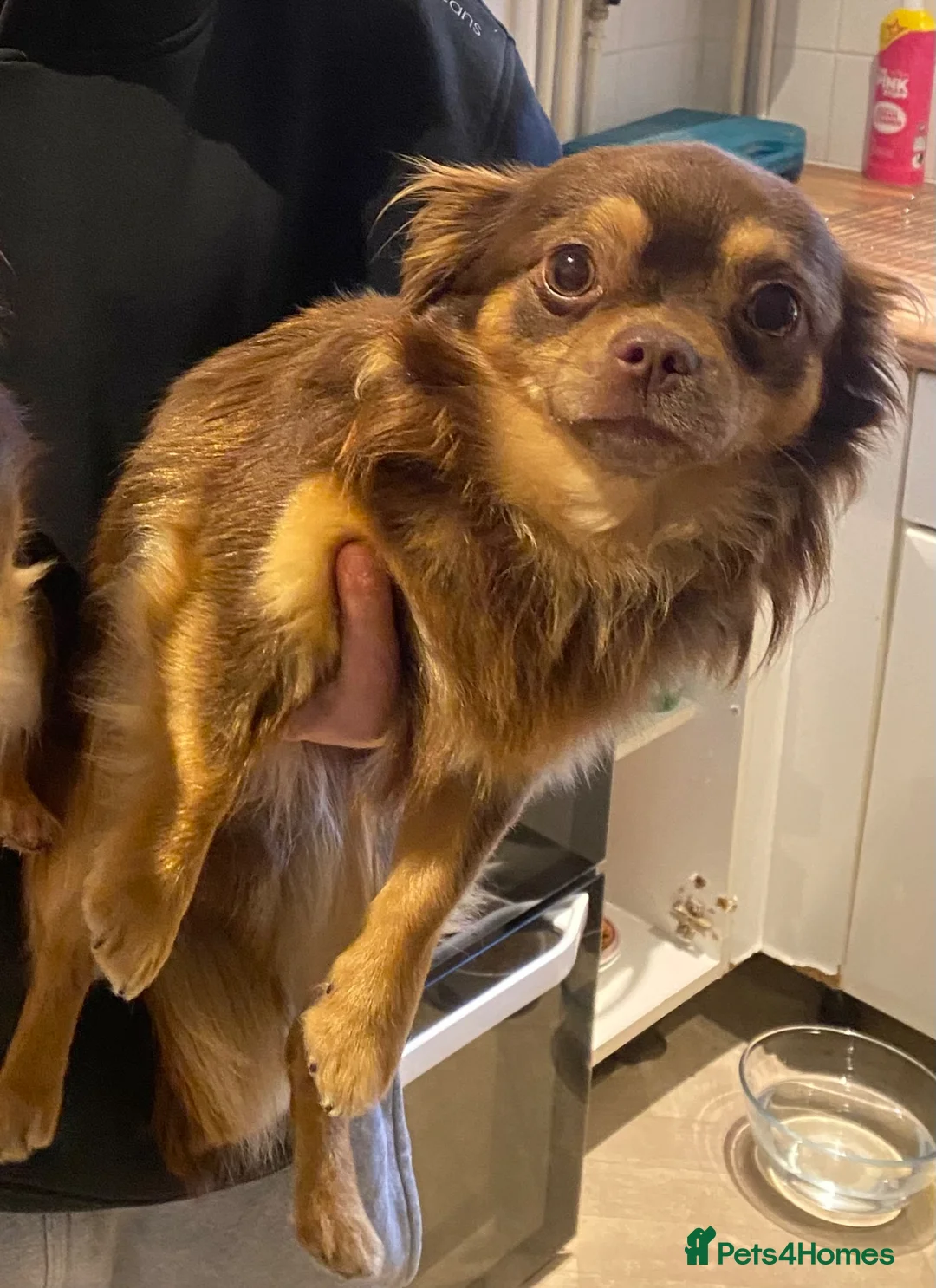 Chihuahua dogs for stud: Long haired chihuahua stud  - Advert 3