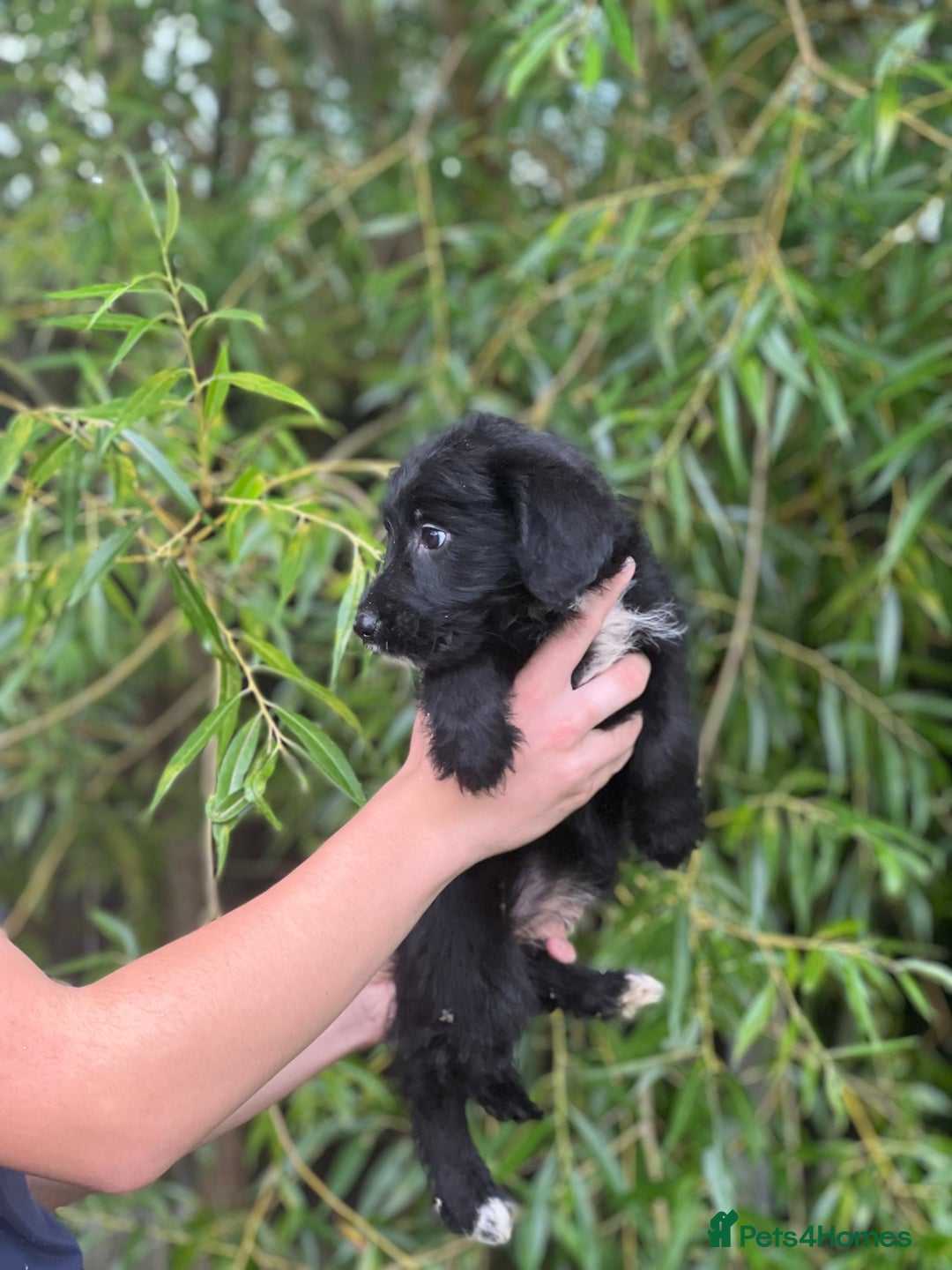 Bordoodle dogs for sale: Collie poodle ready now  - Image 10