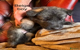 German Shepherd dogs for sale: Long-Haired Straight Back German Shepherd Puppies - Image 18
