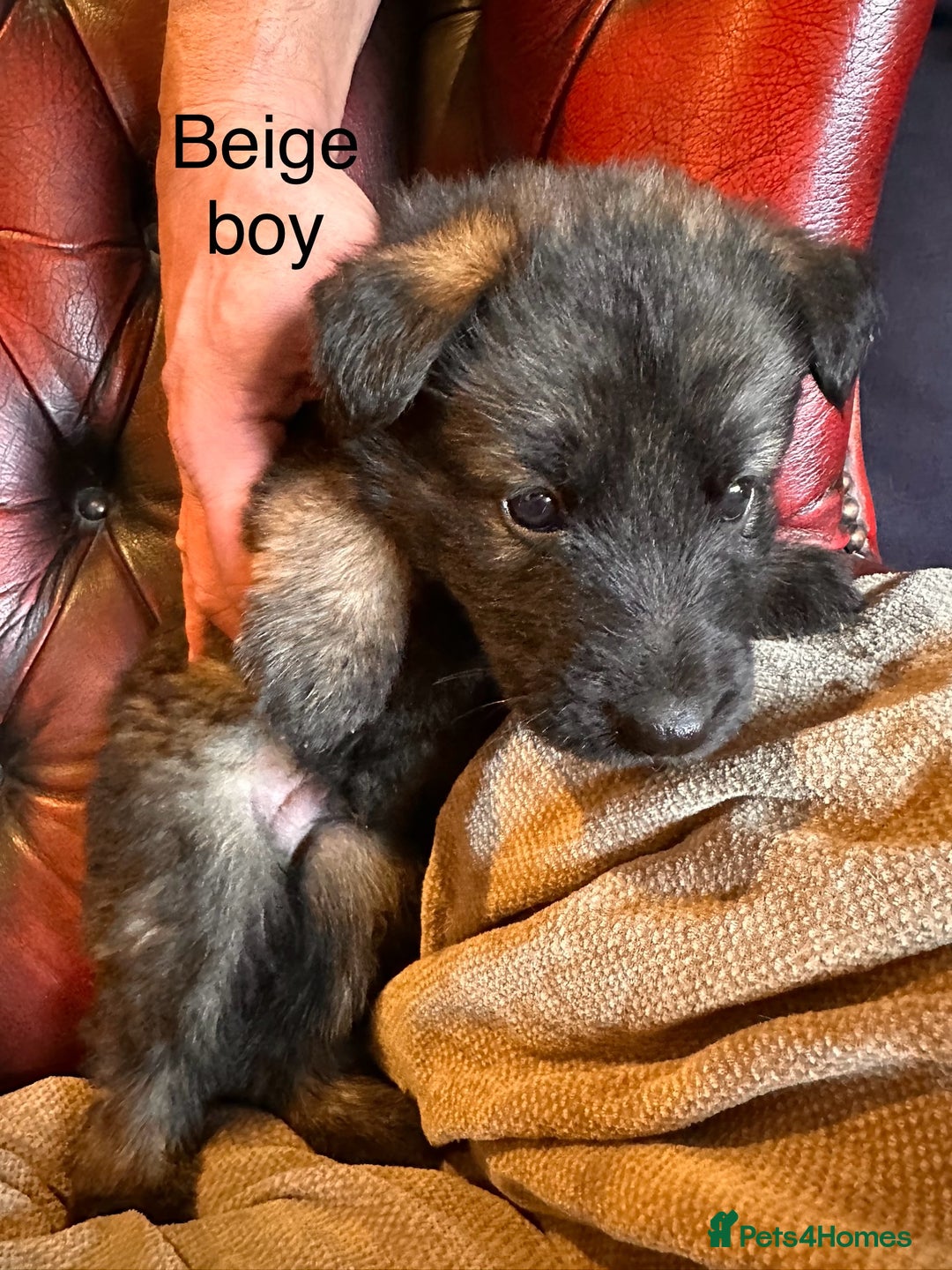 German Shepherd dogs for sale: Long-Haired Straight Back German Shepherd Puppies - Image 18