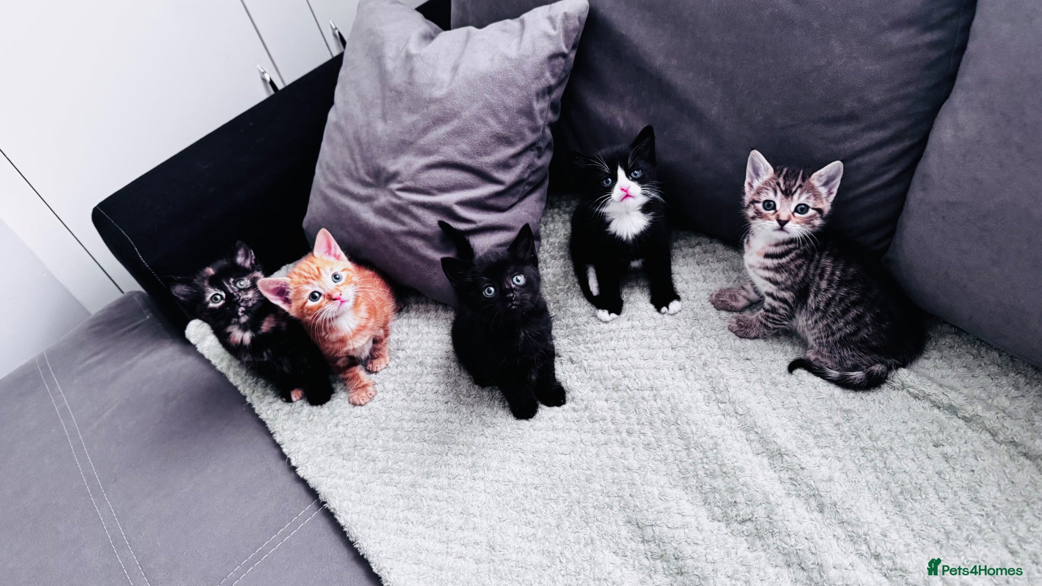 Mixed Breed cats for sale: 5 very pretty and beautiful kittnes - Advert 1