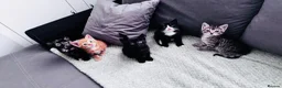 Mixed Breed cats for sale: 5 very pretty and beautiful kittnes - Advert 1