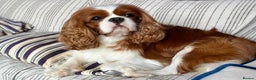 Cavalier King Charles Spaniel dogs for stud: KC Reg Health Tested Excellent Pedigrees for STUD in Nottingham - Advert 13