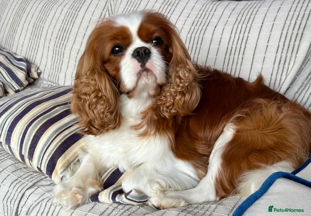 Cavalier King Charles Spaniel dogs for stud: KC Reg Health Tested Excellent Pedigrees for STUD in Nottingham - Advert 13