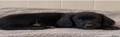 Mixed Breed 4