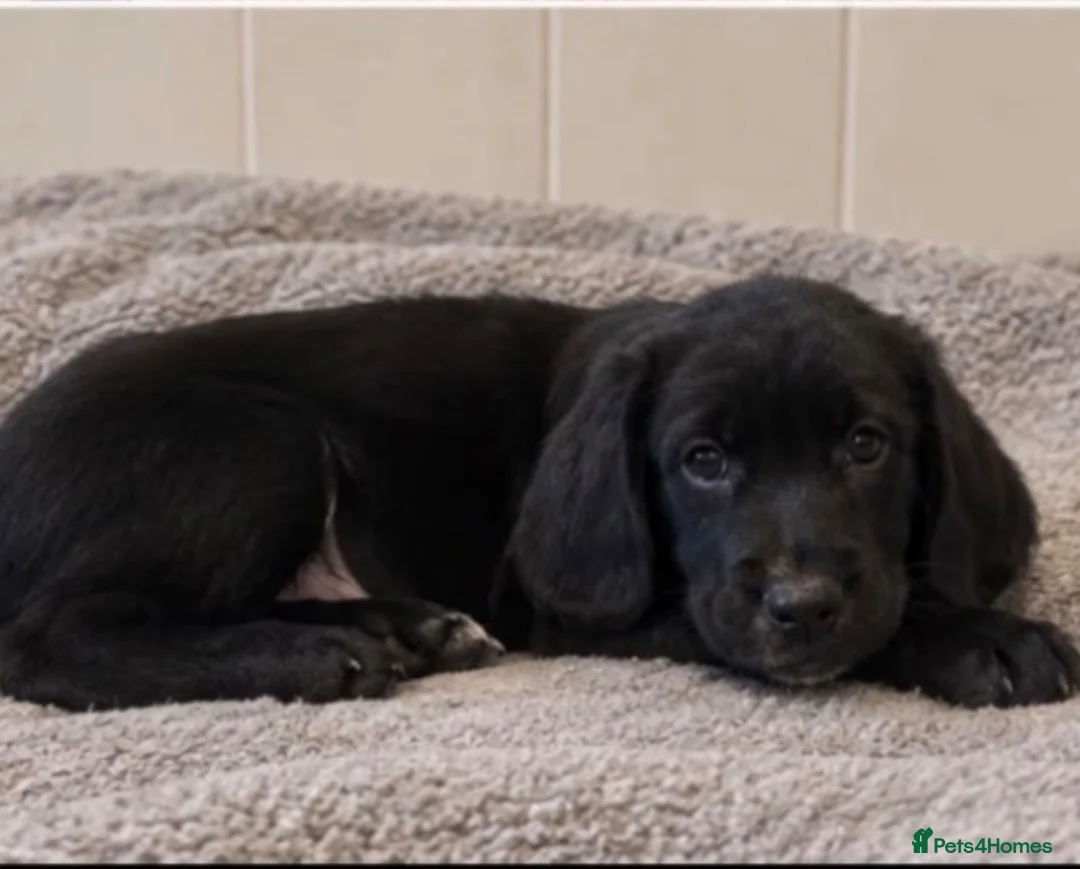 Mixed Breed dogs for sale: Cocker Spaniel Puppies  - Advert 2