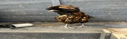 Chickens poultry for sale: Polish Pullets 16 weeks  - Advert 2