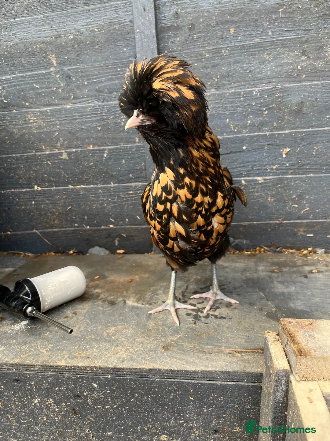 Chickens poultry for sale: Polish Pullets 16 weeks  - Advert 2