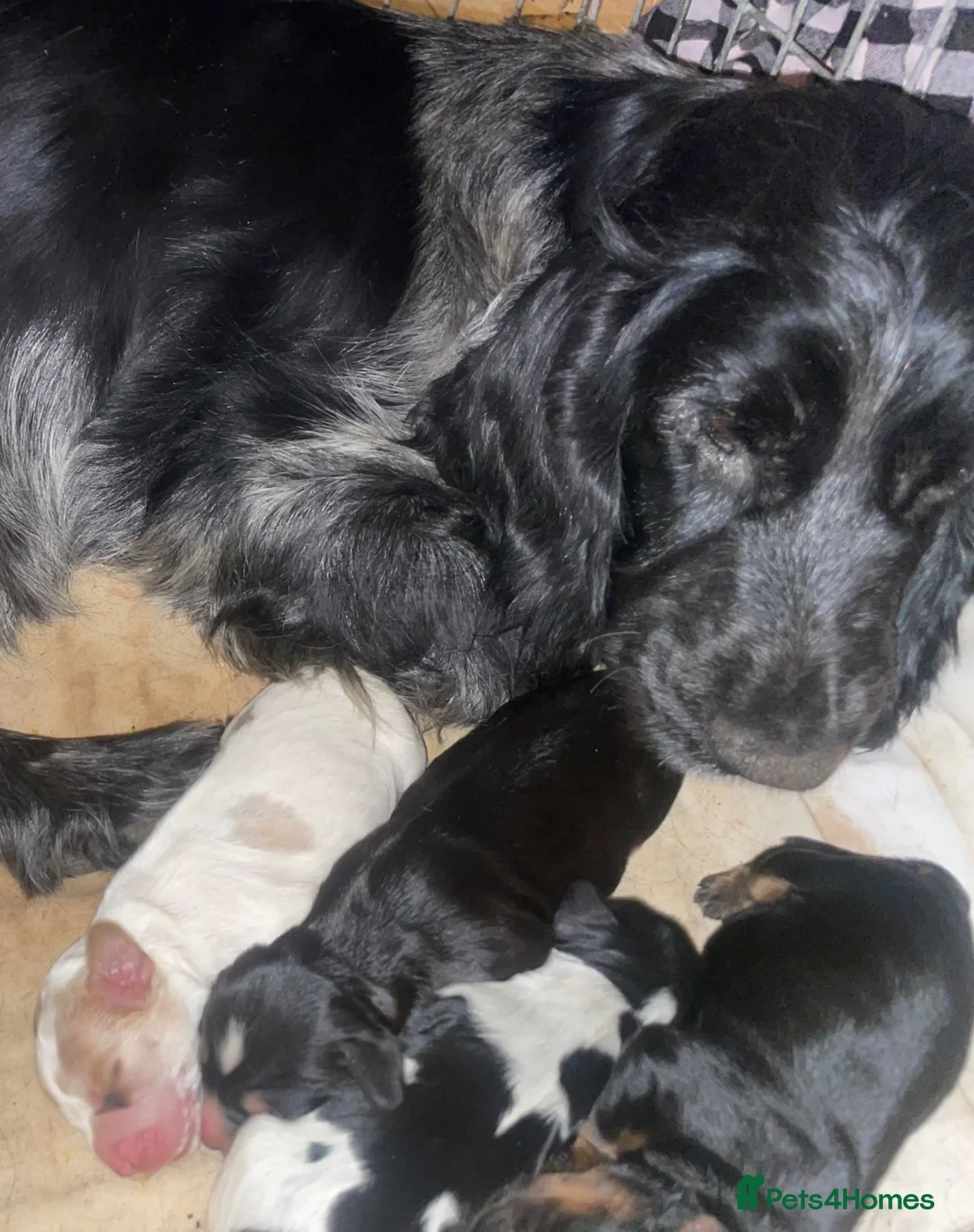 Cocker Spaniel dogs for sale: Blue&Lemon Roan Show Type English cocker puppies  - Advert 25
