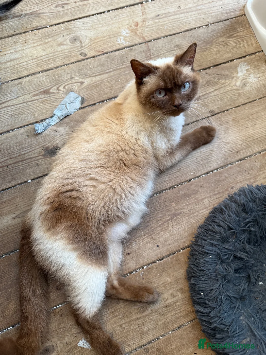 Mixed Breed cats for sale: British shorthair x kittens ready to go  - Advert 1