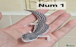 Leopard Gecko reptiles for sale: Blacknight macksnows and supersnows in tremper - Image 12