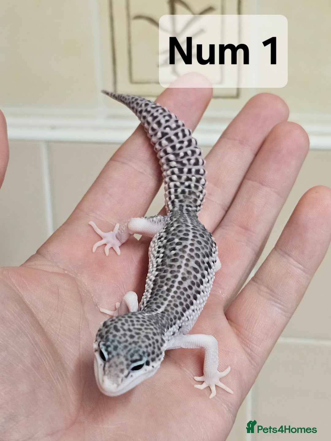 Leopard Gecko reptiles for sale: Blacknight macksnows and supersnows in tremper - Image 12