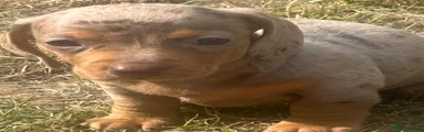Dachshund 5