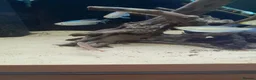 Tetras fish for sale: Congo tetra and white fin ornatus tetra in Sunderland - Advert 3