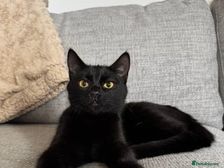 Mixed Breed cats for sale: Moggy cat ‘Florence / Flo’ - Advert 1