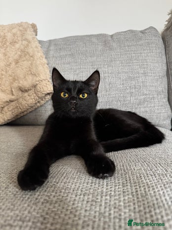 Mixed Breed cats Moggy cat ‘Florence / Flo’ - Advert 1