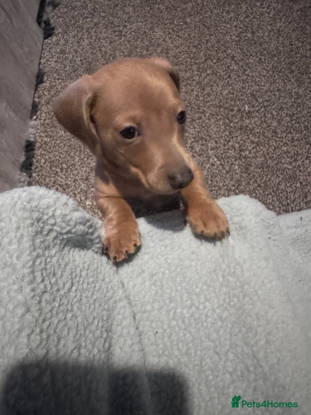 Miniature Dachshund dogs for sale: Beautiful miniature dachshund puppies - Advert 5