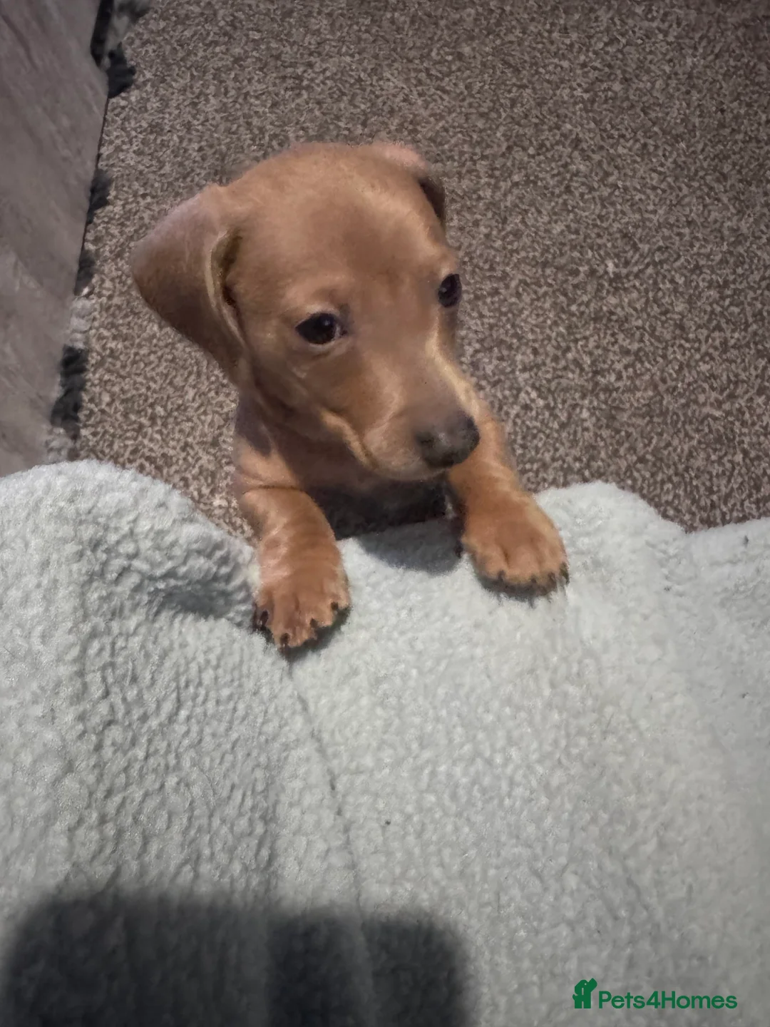 Miniature Dachshund dogs for sale: Beautiful miniature dachshund puppies - Advert 6