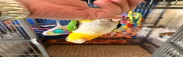 Parrots birds for sale: Yellow-Sided Caique – Cage, Toys & Food Included in Middlesbrough - Advert 4
