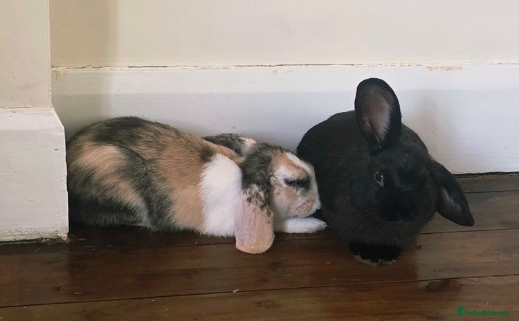 Mixed Breed rabbits - Advert 1