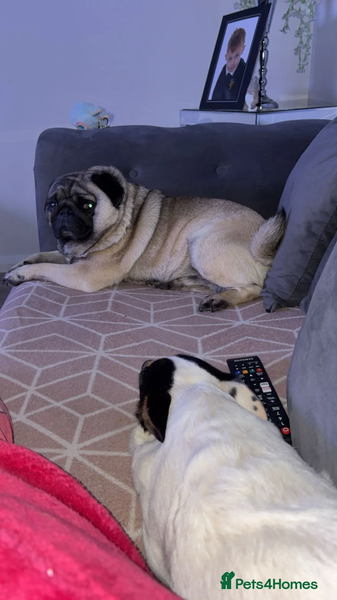 Pug dogs for stud: PUG FOR STUD!! - Advert 4