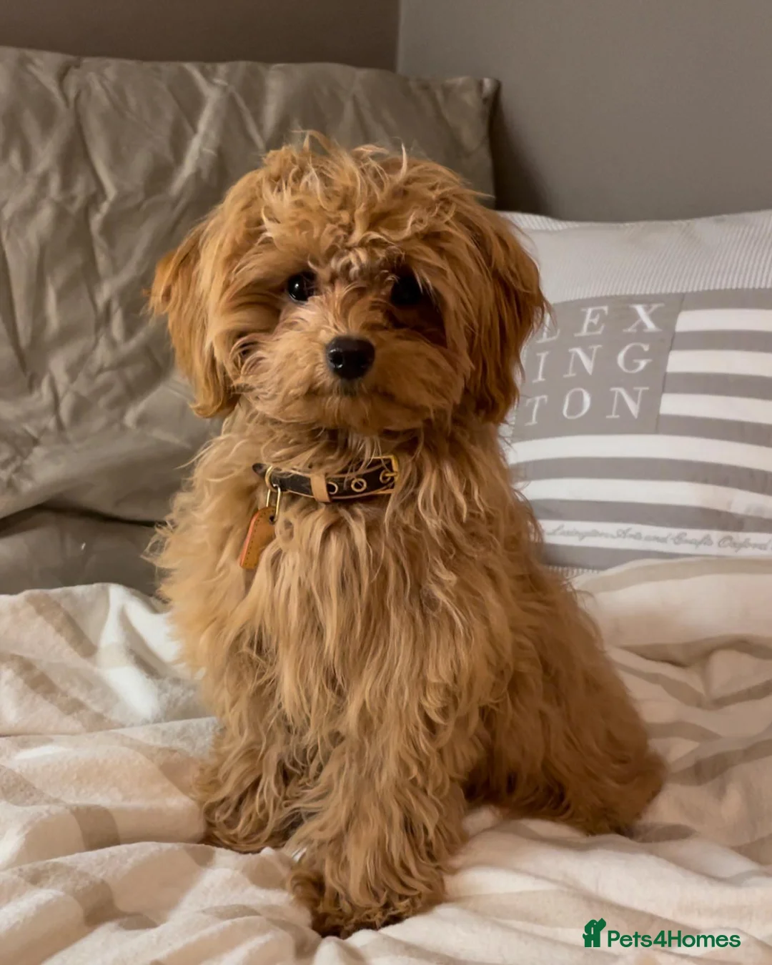 Cavapoo dogs for sale: Cute Maltipoo Puppy For Rehome in Hemel Hempstead - Advert 2