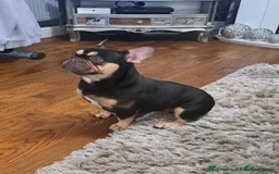 French Bulldog dogs for sale: Stunning French bulldogs  - Image 9