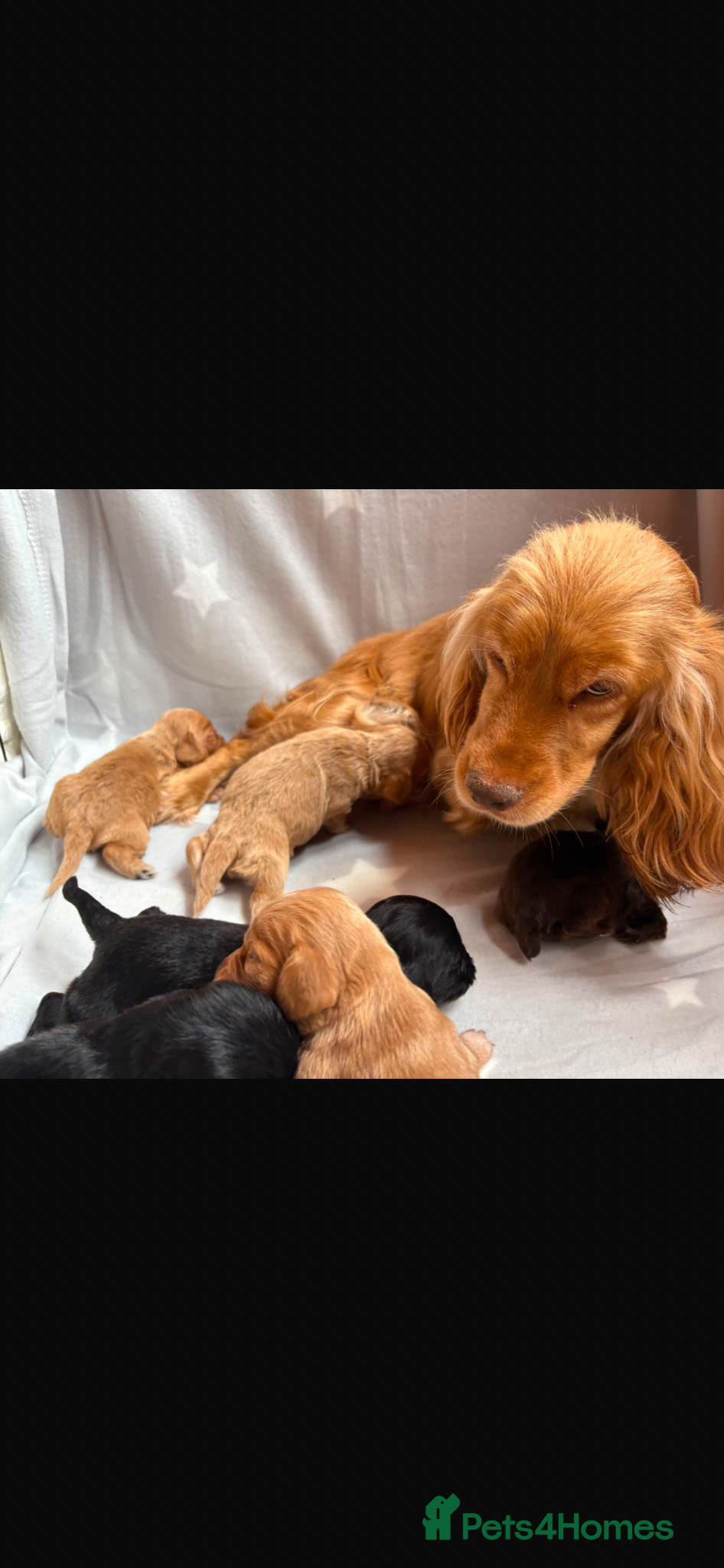 Cocker Spaniel dogs for sale: Beautiful working cocker spaniels  - Advert 8