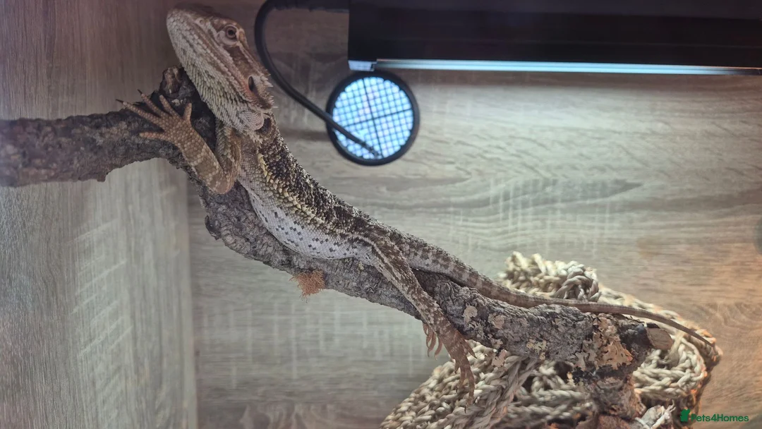 Bearded Dragon reptiles for sale: Bearded Dragon in Bedford - Advert 2