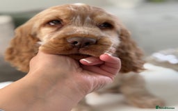 Cocker Spaniel dogs for sale: Show type cocker spaniels 🐶 ready now 🐶 - Image 12