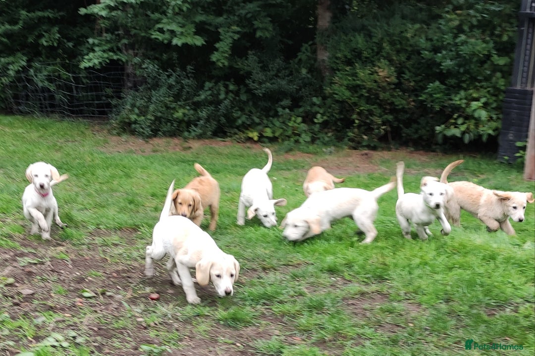 Labradoodle dogs for sale: Labradoodle / Fox Red Labrador X Puppies - Image 35