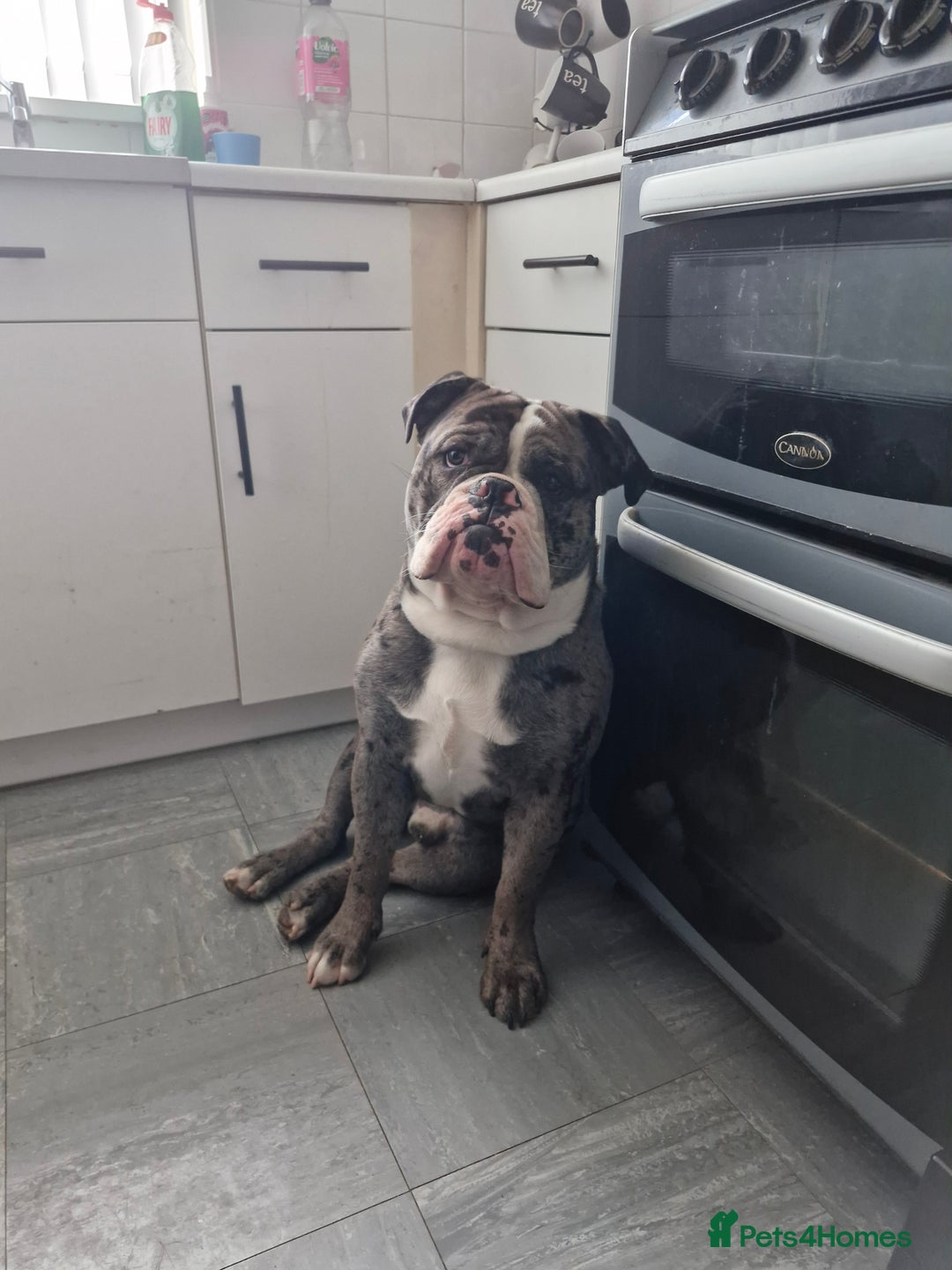Dorset Olde Tyme Bulldogge dogs for sale: Old English bulldogge - Image 3