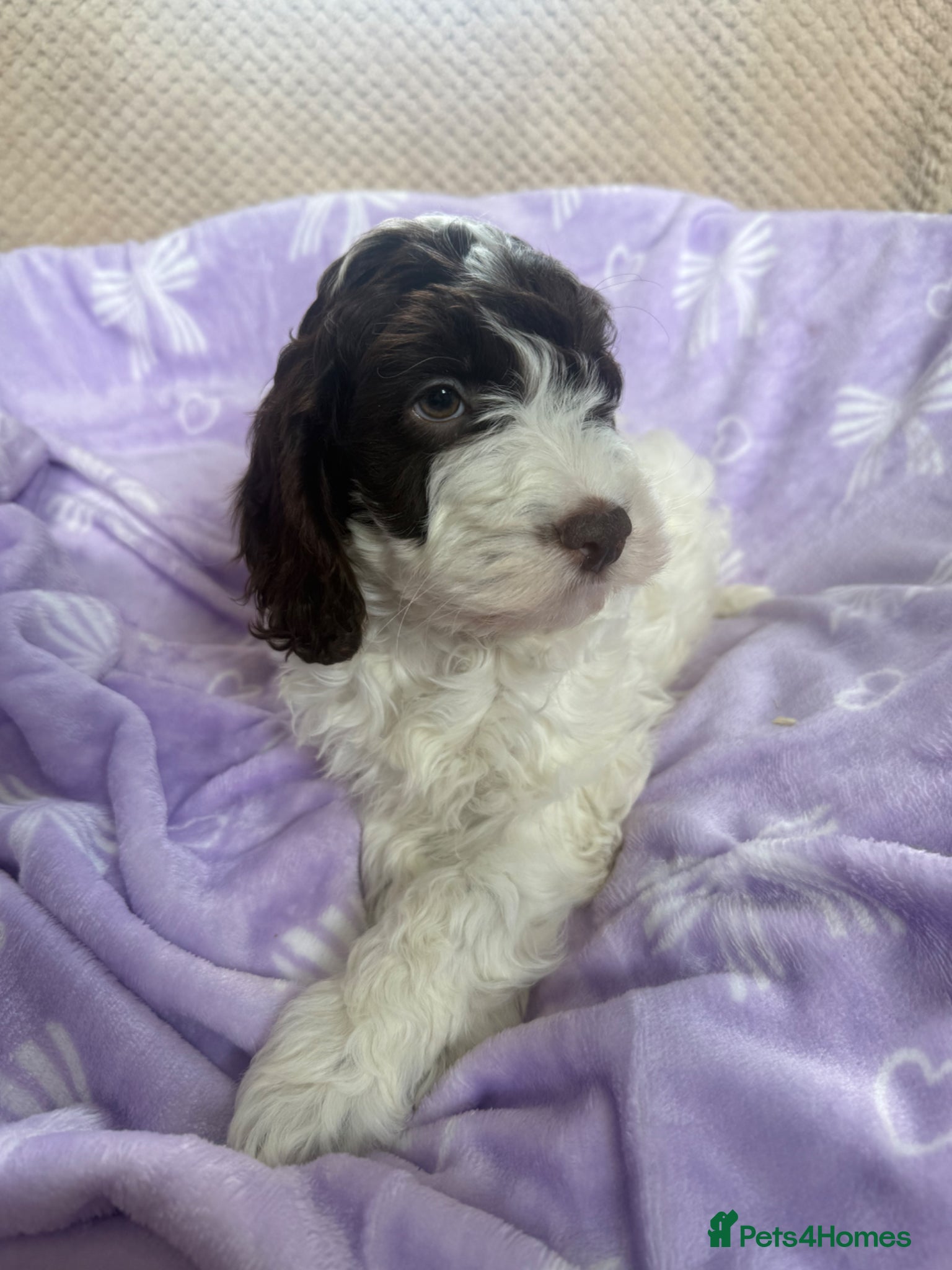Cockapoo dogs Cockapoo puppies for sale  - Advert 2