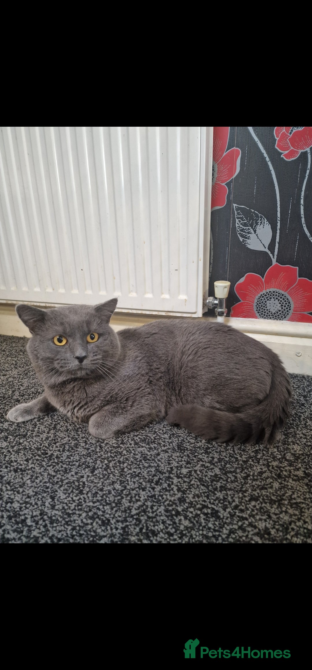 British Shorthair cats for sale: Male British Shorthair! - Advert 2