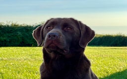 Labrador Retriever dogs for sale: Kennel Club Reg Chocolate Labrador puppies  - Image 18