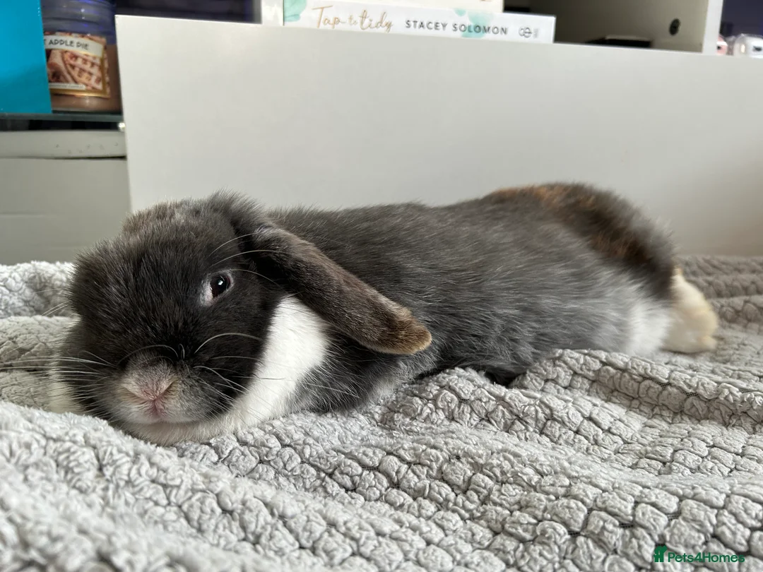 Mini Lop rabbits for sale: Adult Mini lops  - Advert 4