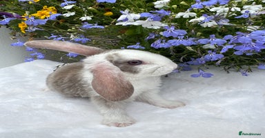 Mini Lop rabbits - Advert 7