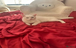 Mixed Breed cats for sale: 4 beautiful kitten - Image 27