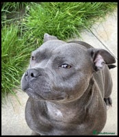 Staffordshire Bull Terrier dogs - Advert 7