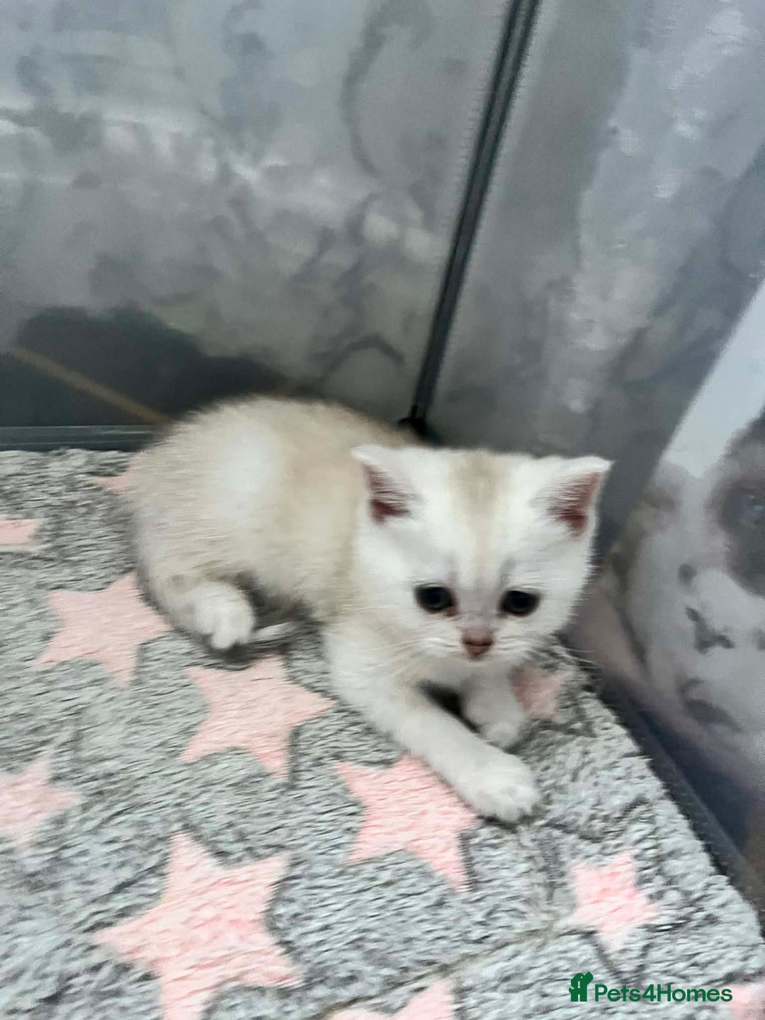 Scottish Fold cats for sale: Adorable Scottish Fold/Straight kittens  - Advert 17