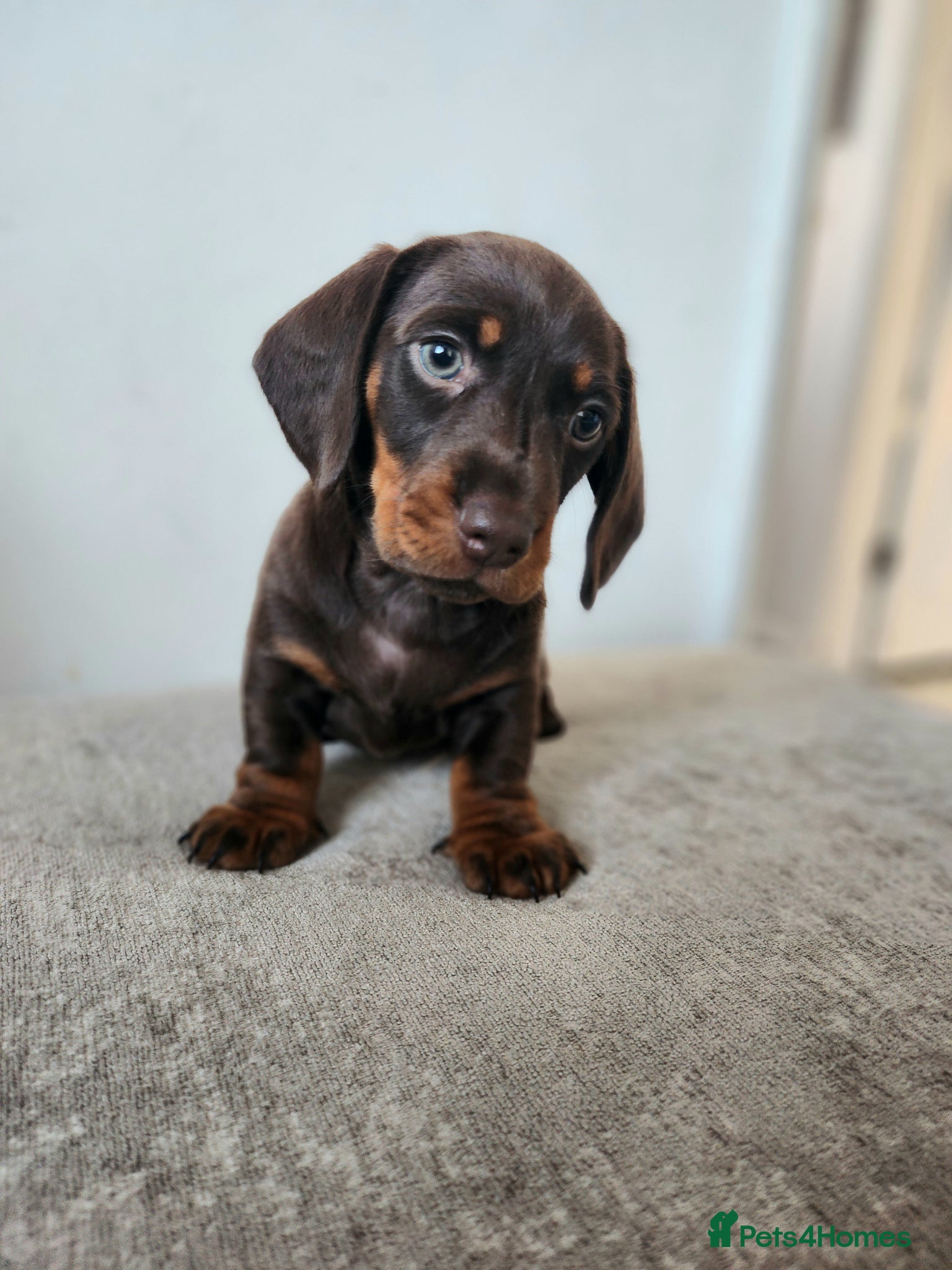 Miniature Dachshund dogs Beautiful miniature Daschunds for sale  - Advert 1