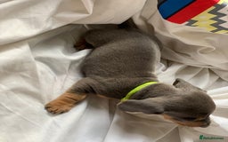 Miniature Dachshund dogs for sale: Miniature dachshund dapples - Image 7