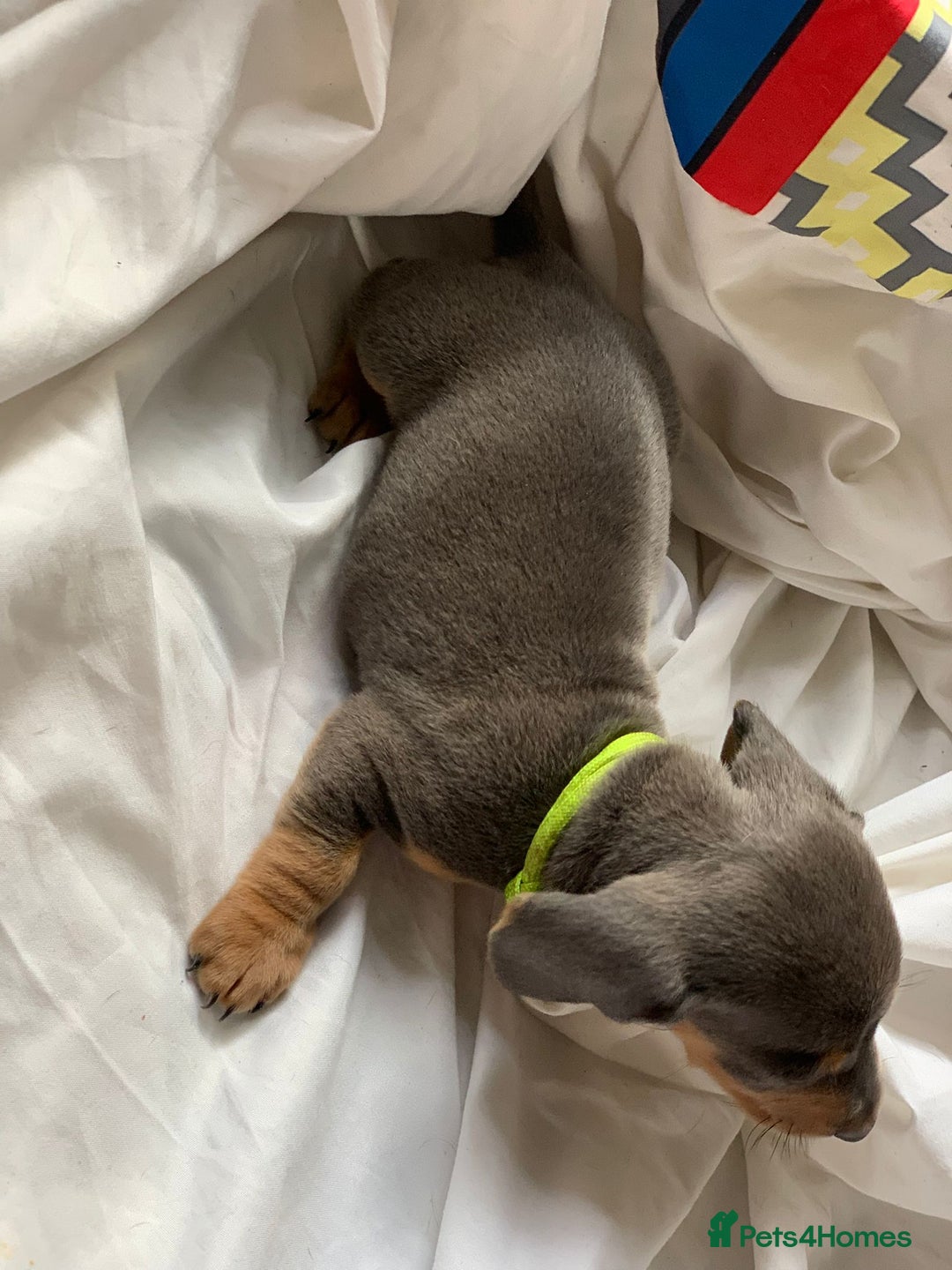 Miniature Dachshund dogs for sale: Miniature dachshund dapples - Image 7
